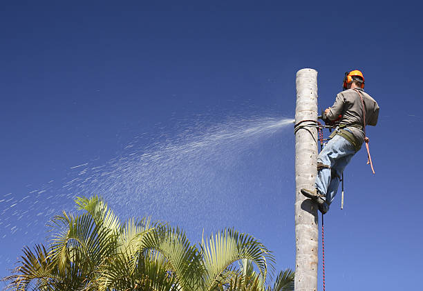 Tulia, TX Tree Care Company