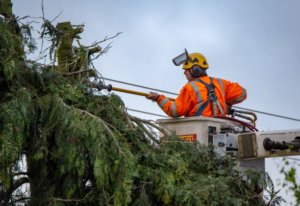 How Our Tree Care Process Works  in  Tulia, TX
