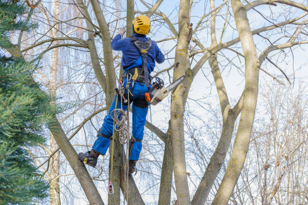 Mulching Services in Tulia, TX