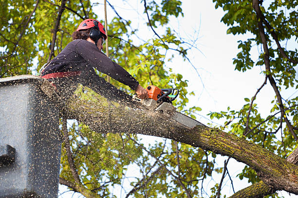 Best Tree Trimming and Pruning  in Tulia, TX